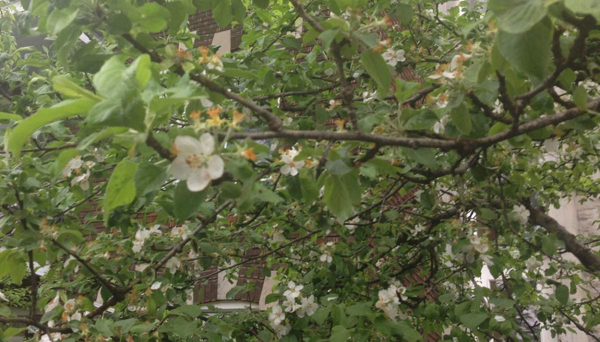 apple blossoms Montreal