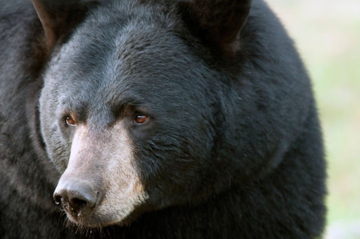 Two male bears shot and killed after fighting in Coquitlam homeowner’s ...