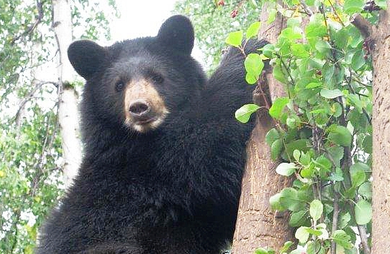 B.C. bears are emerging from their dens, and the availability of natural food sources will play a large part in the number of sightings and conflicts reported this spring.

