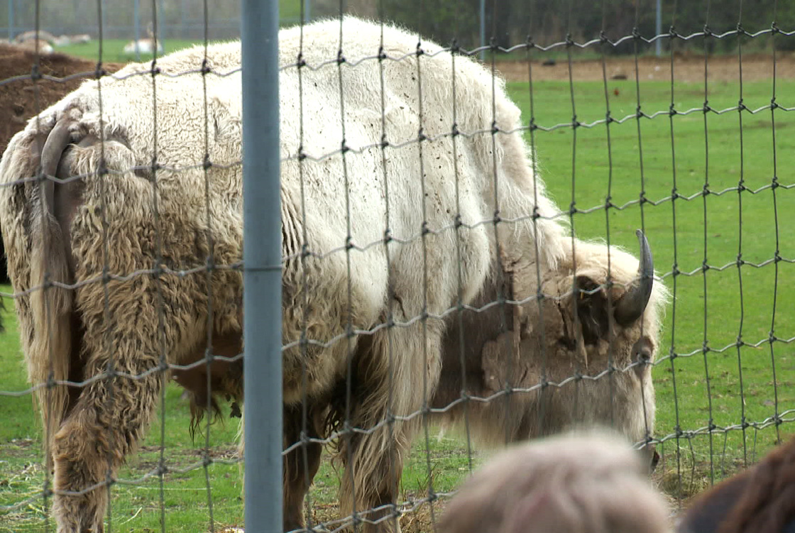 White beefalo has new home to roam at Saskatoon's Forestry Farm exhibit.
