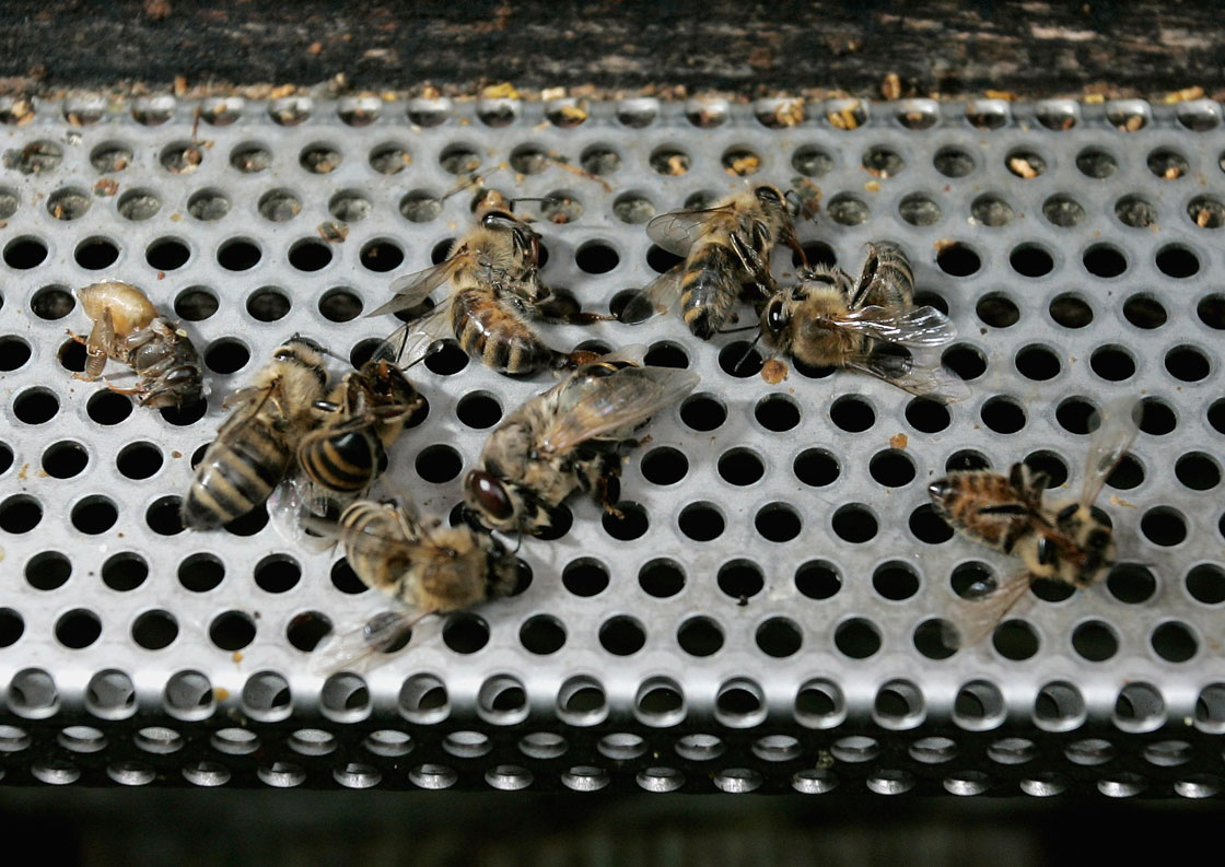 Countries are reporting widespread bee deaths, attributing them to the use of insecticides.