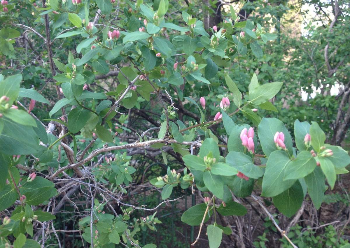 tree blossoms Montreal