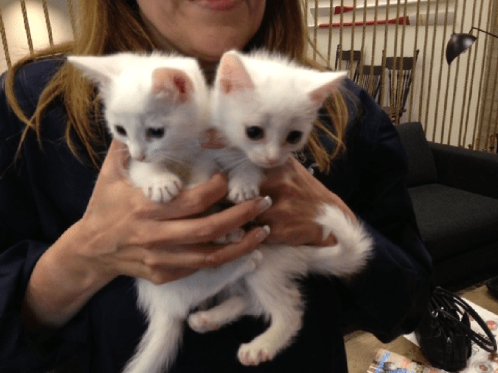 51 cats rescued from Halifax home to be adopted Halifax Globalnews.ca