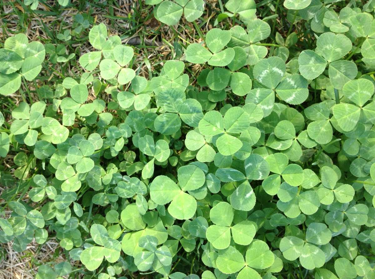 clover