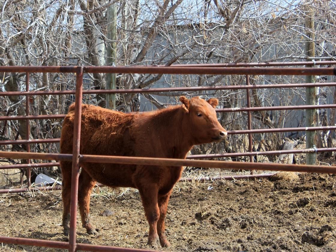 Wayne Johnston has moved most of his cattle to another part of his property, less affected by oil. Leslie Young / Global News.