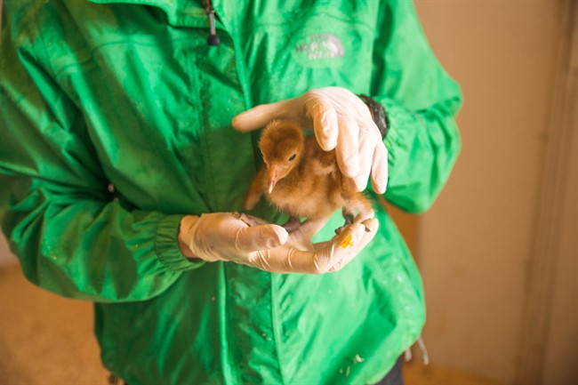 Whooping crane chick hatches at Calgary Zoo - image