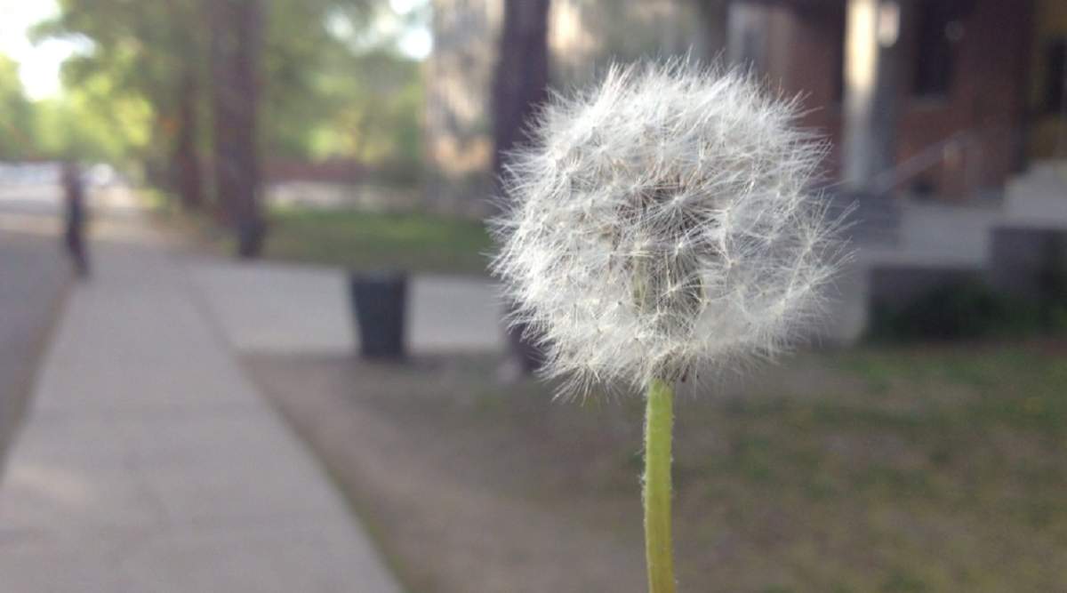 dandelion puff