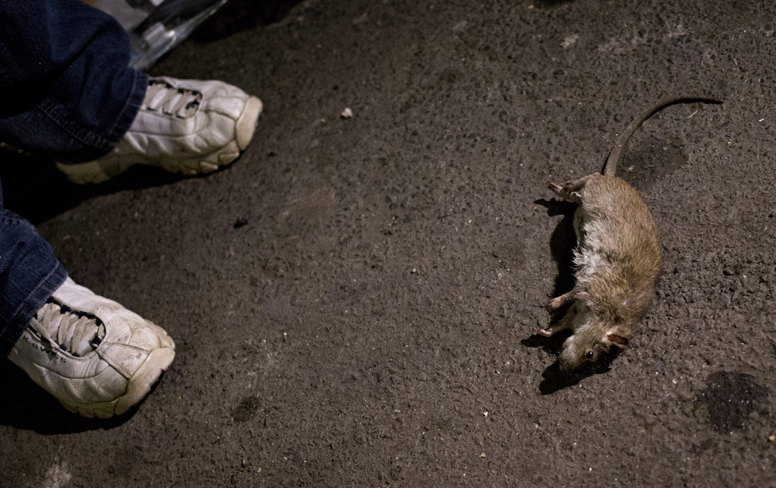 File photo - A rat lay dead in a lower Manhattan alley in New York Friday, April 26, 2013. 