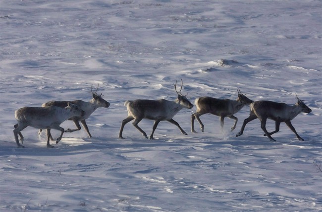 Caribou roam the tundra. 