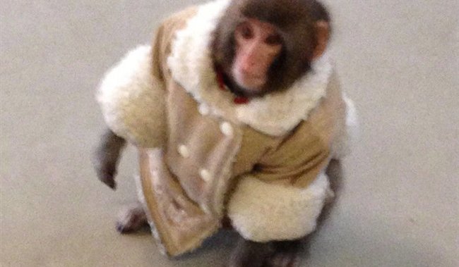 What happened to… Darwin, the IKEA monkey?