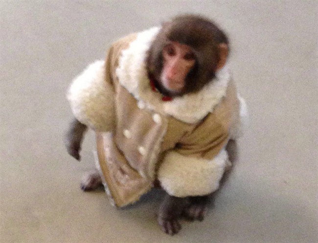 Darwin the monkey is pictured at an IKEA in Toronto on Sunday Dec. 9, 2012.
