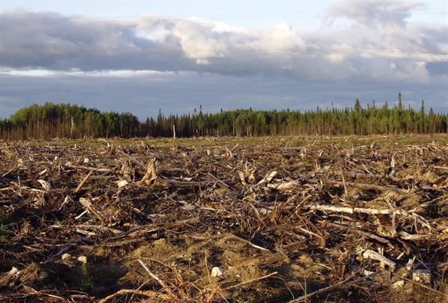 In this undated photo provided by the International Boreal Conservation Campaign, the forest is seen after being clear cut in the southern regions of Quebec's Boreal Forest. THE CANADIAN PRESS/AP,HO Matt Medler.