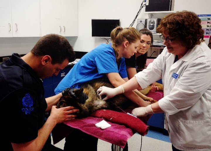 Animal blood bank receives help from EPS Canine Unit - Edmonton ...