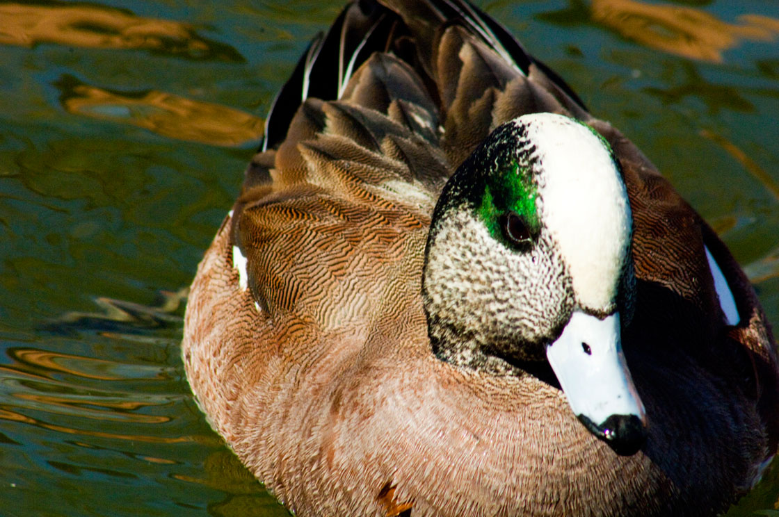 Some ducks survive rescue after landing on potash waste water ponds in southern Saskatchewan.