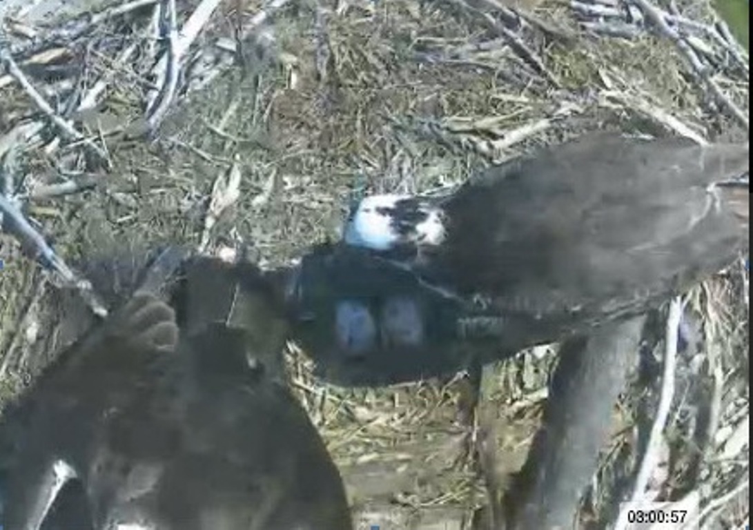 Kelowna's most famous osprey have two eggs in their nest. 