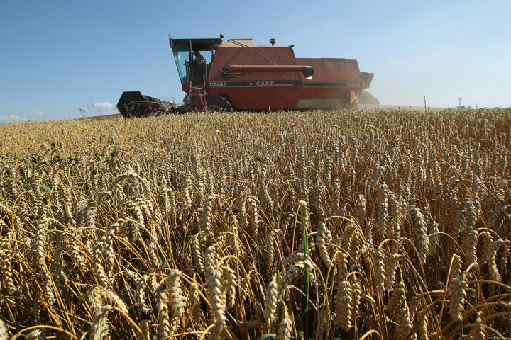 Non-approved genetically engineered wheat discovered in Oregon field: USDA - image