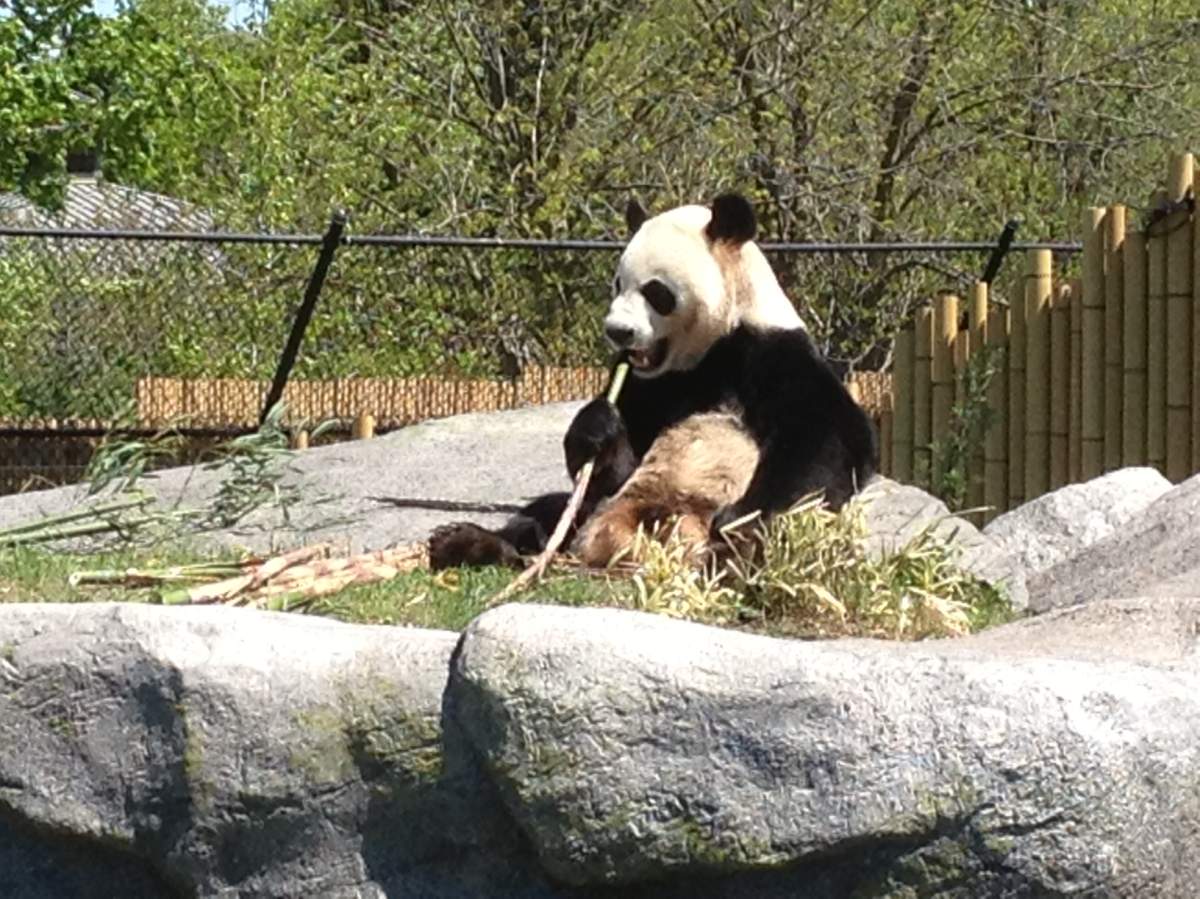 Toronto Zoo Pandas
