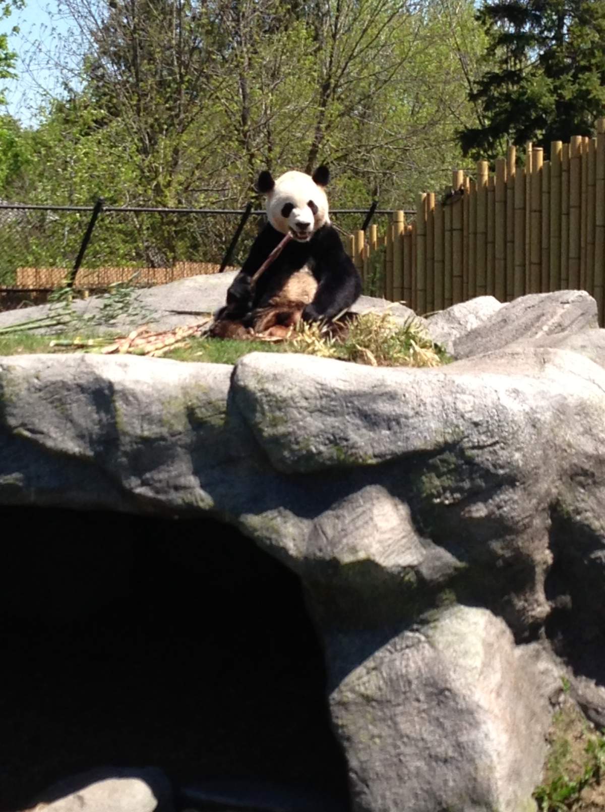 Toronto Zoo Pandas