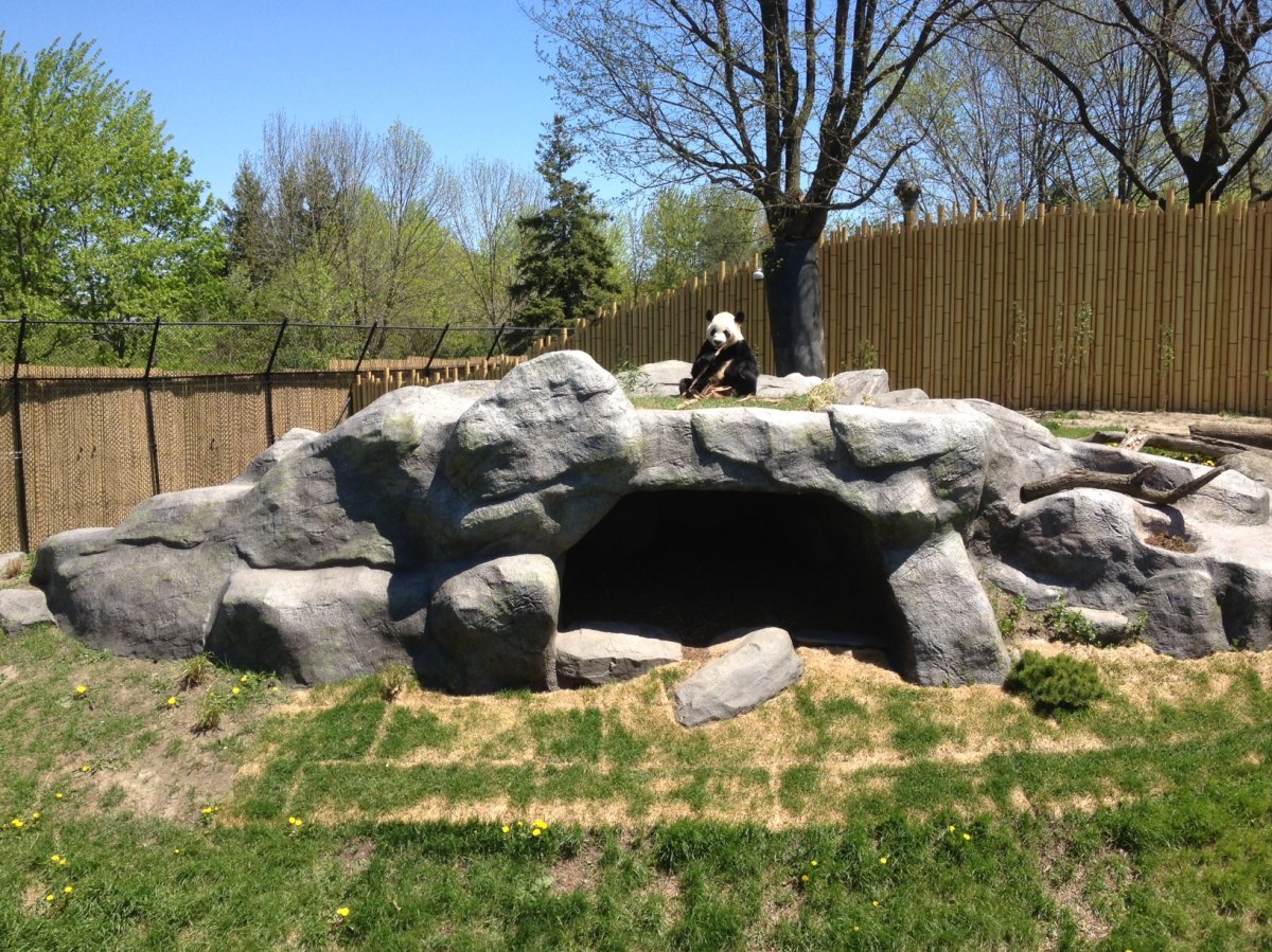 Pandas from China debut at Toronto Zoo - Toronto | Globalnews.ca