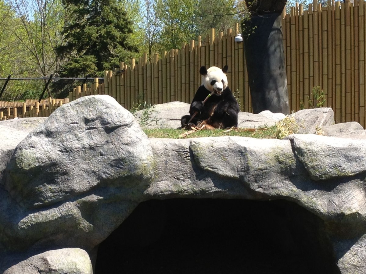 Pandas from China debut at Toronto Zoo - Toronto | Globalnews.ca