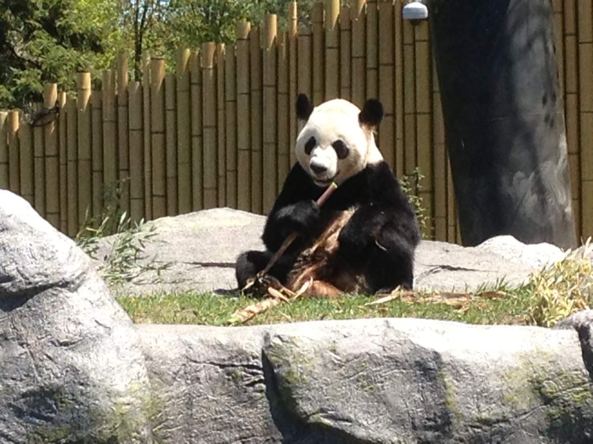 Toronto Zoo Pandas