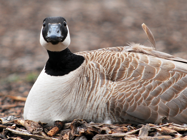 A nesting goose is seen in this file image. 