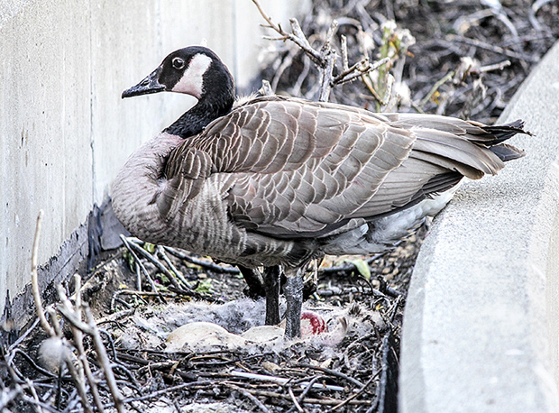 Abbotsford youths accused of ‘sickening’ goose attack identified - image