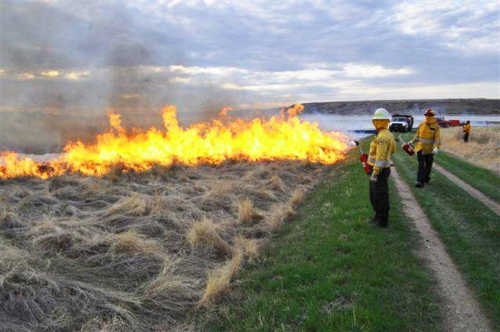 A prescribed burn at Saskatchewan Landing Provincial Park was started to regrow a native ecosystem.