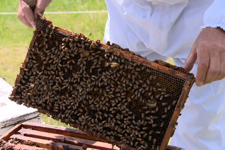 A Saskatoon man educates people across the country about the importance of honey bees.