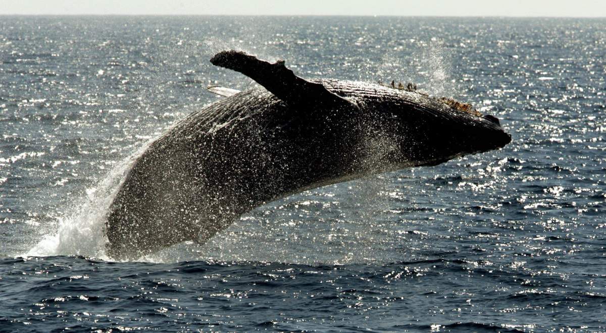 A humpback whale breeches .