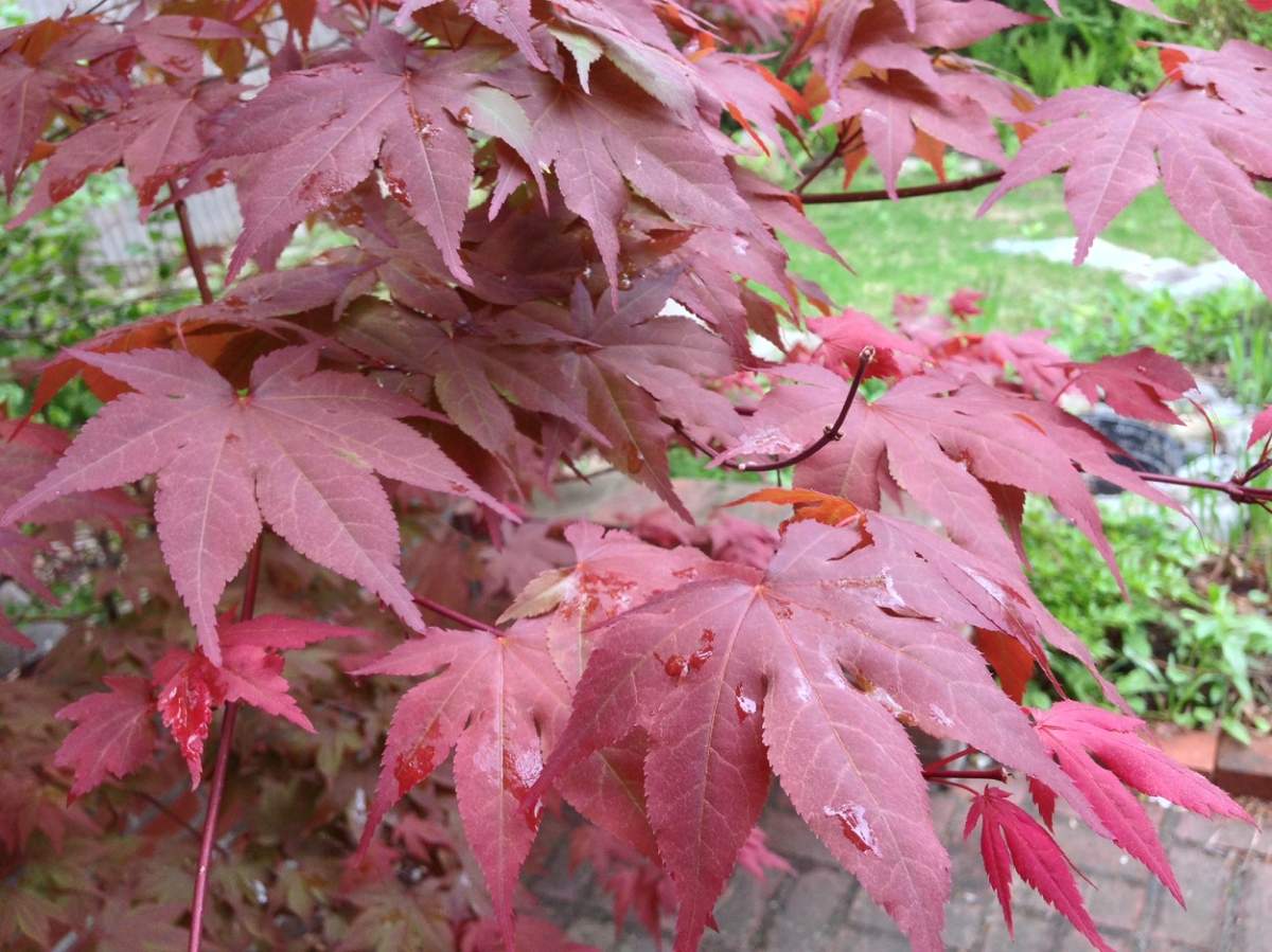 Japanese maple tree
