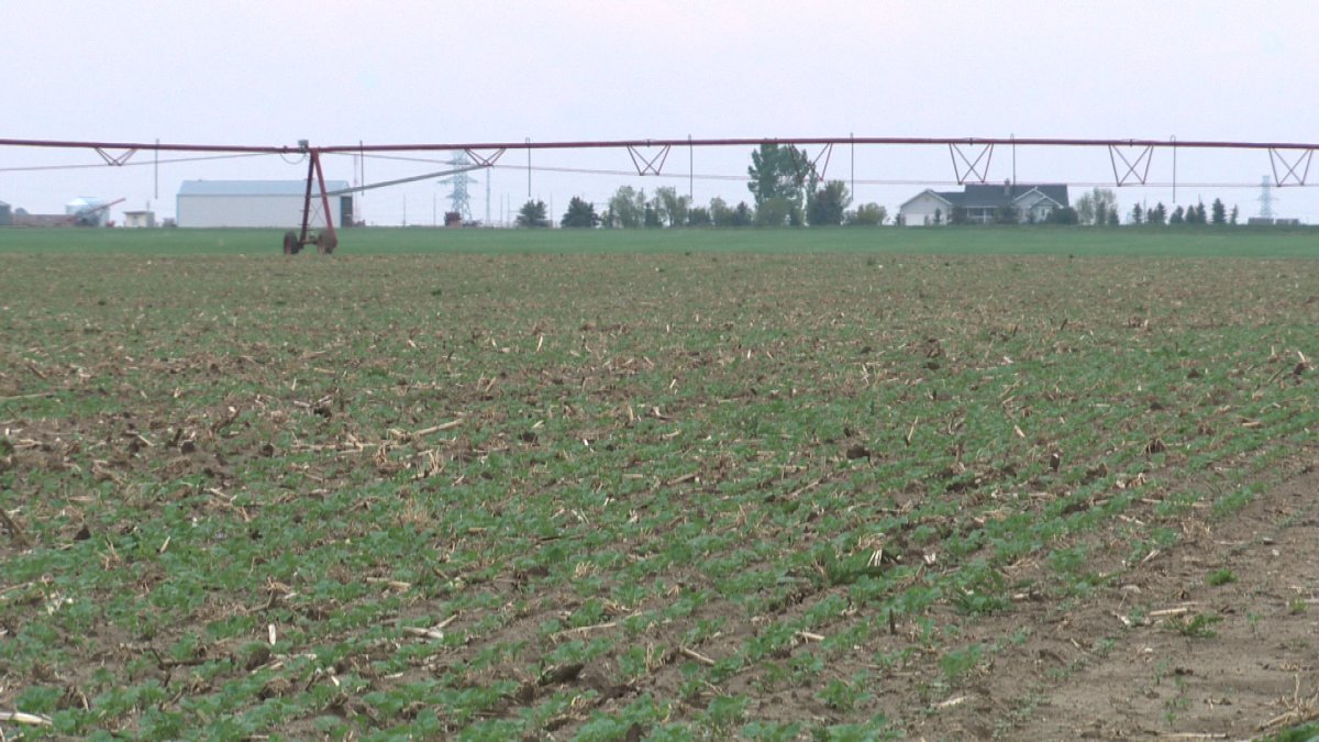 While the recent rain has alleviated concerns in some parts of Saskatchewan, dry fields remains an issue in other parts of the province.