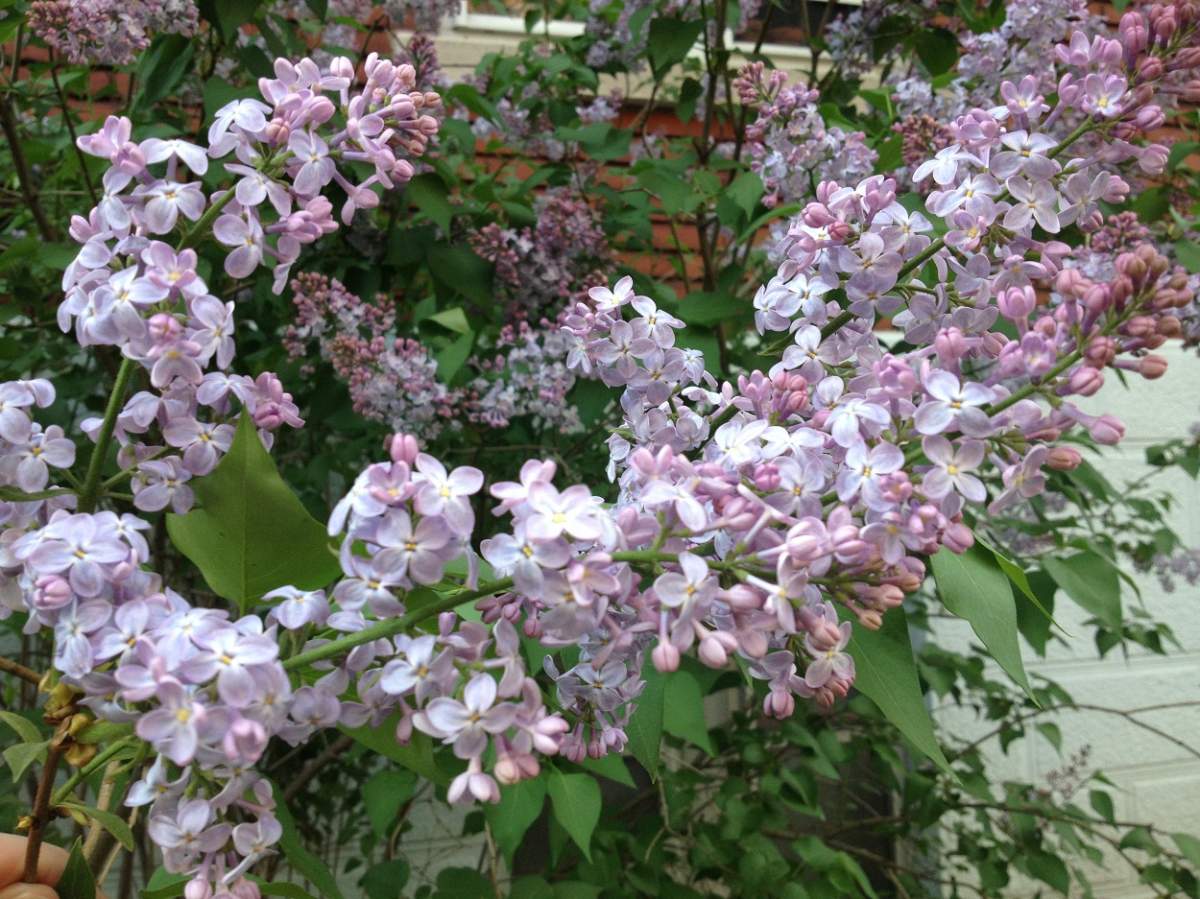 lilac blossoms