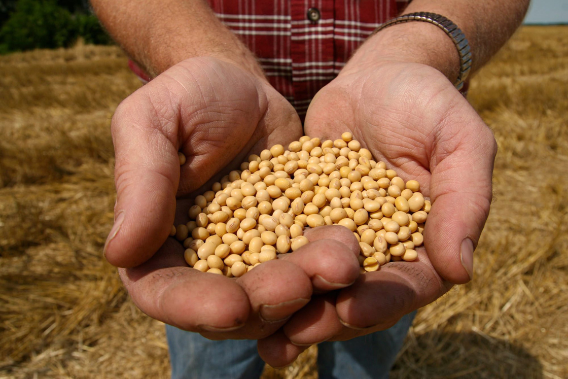 FILE - This July 5, 2008 file photo shows a farmer holding Monsanto's Roundup Ready Soy Bean seeds at his family farm in Bunceton, Mo. 