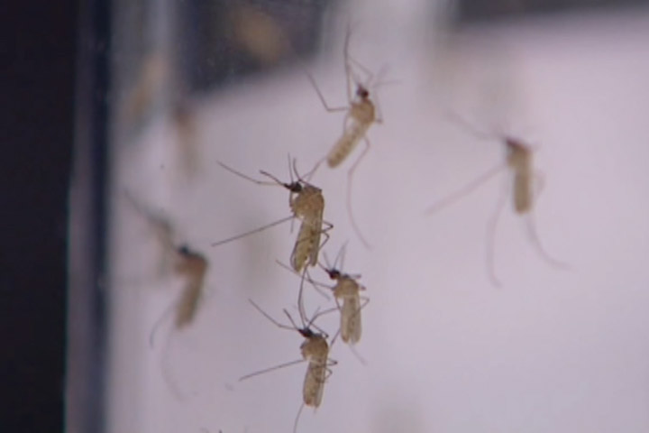 The sound of swatting was in the air over the weekend, but officials say mosquito numbers are down from last year.