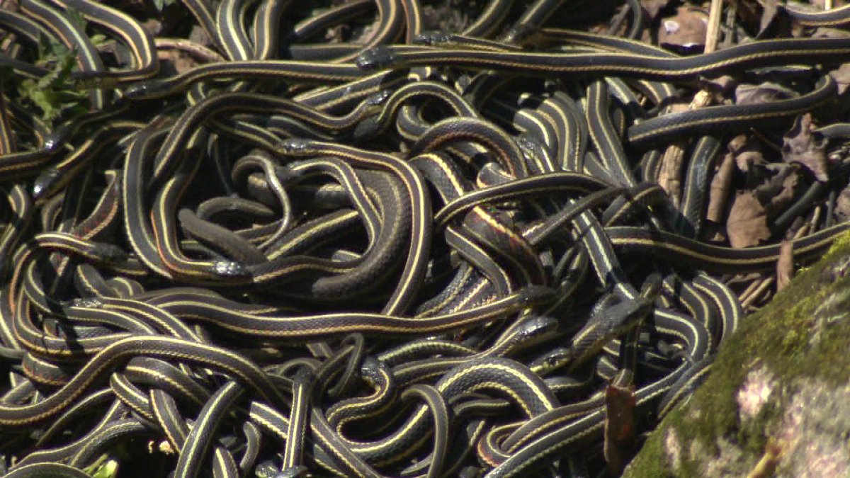 Narcisse Manitoba garter snake pit