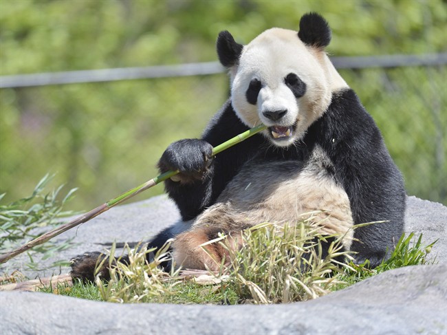 Is this the face of green energy? Da Mao eats bamboo at the Toronto Zoo on  May 16. 