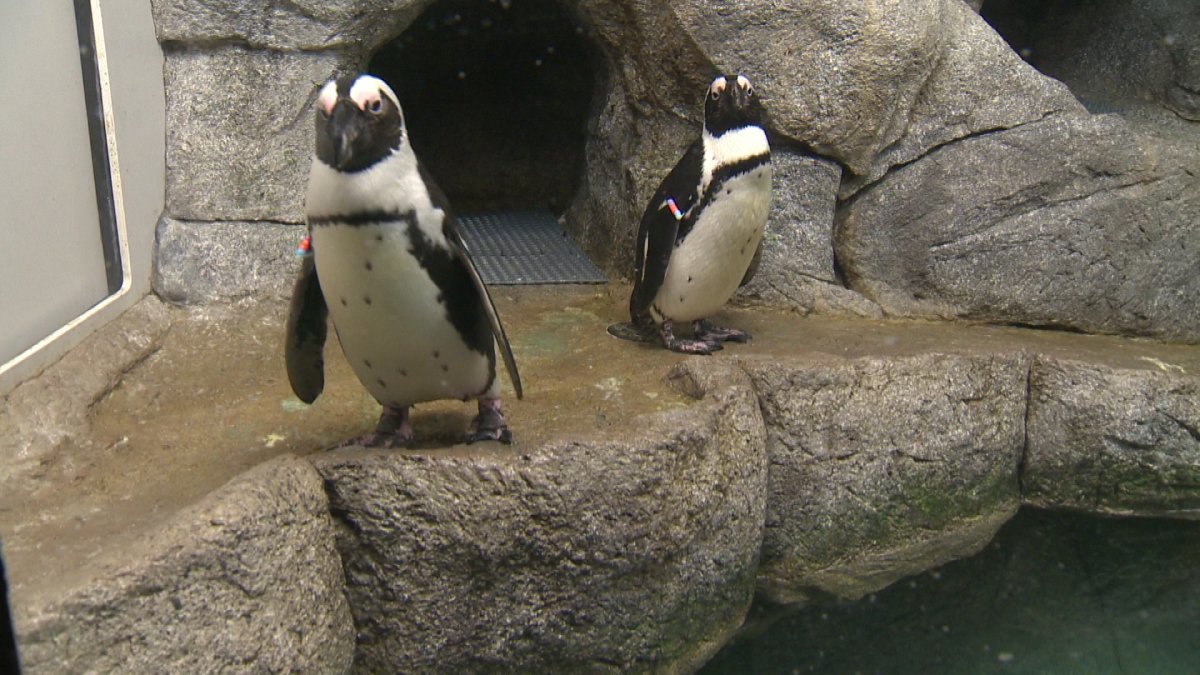 New African black-footed penguins meet the public at  Assiniborne Park Zoo.