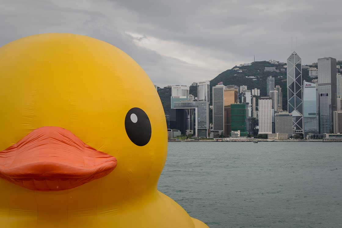 Gallery: Giant rubber duck invades Hong Kong - image
