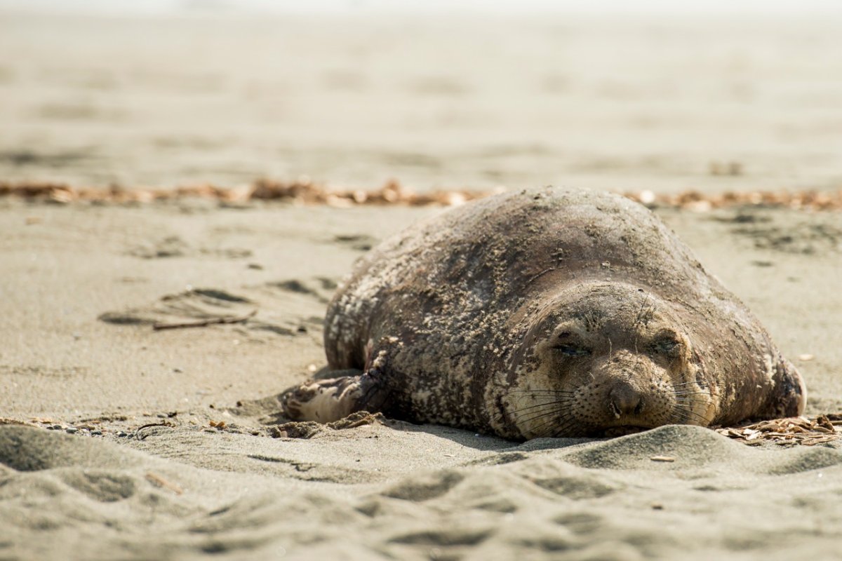 All elephant seals spend one month each year on land to moult; they undergo what is called a “catastrophic moult” in which they shed all of their fur along with an underlying layer of skin. 