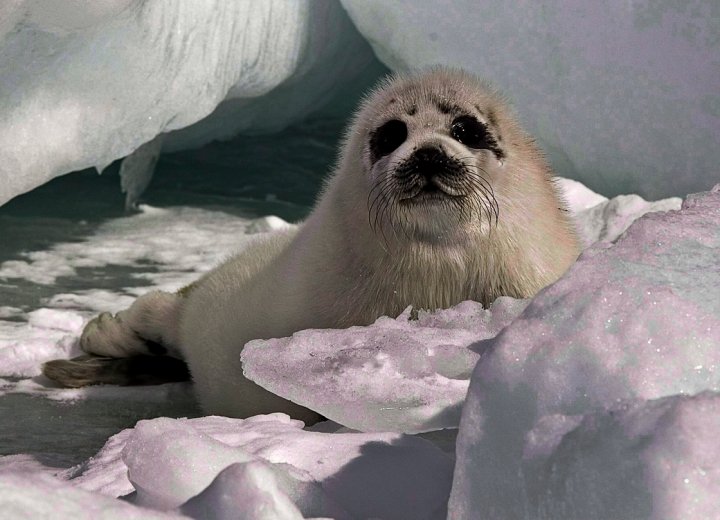 Federal government announces quota for harp seal hunt, weeks after it