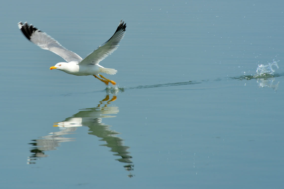 Driver sought after truck plows through flock of seagulls in N.B. parking lot - image