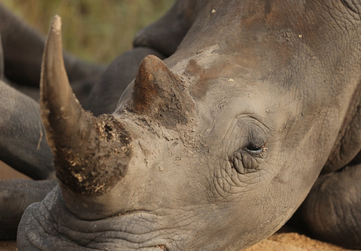  A rhinoceros is pictured in Kruger National Park on February 6, 2013 in Skukuza, South Africa.