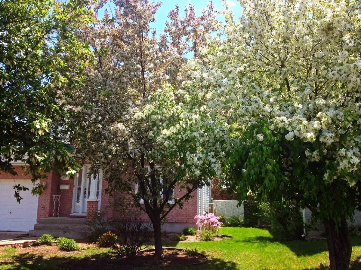 apple blossoms montreal