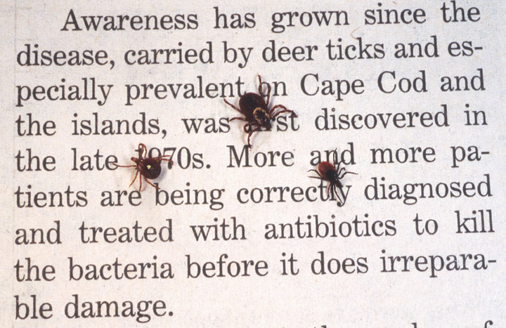 Ticks cause an acute inflammatory disease characterized by skin changes, joint inflammation, and flu-like symptoms called Lyme disease. 