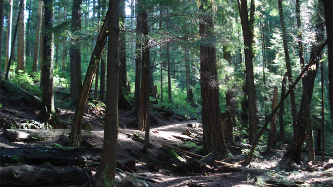 The Dilly Dally Trail is one of more than a dozen hiking and mountain biking routes at BC Hydro's Buntzen Lake in Anmore, B.C.
