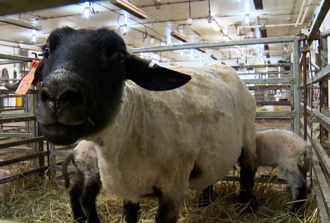 University of Saskatchewan to shear flock in the wake of a projected multi-million dollar deficit.