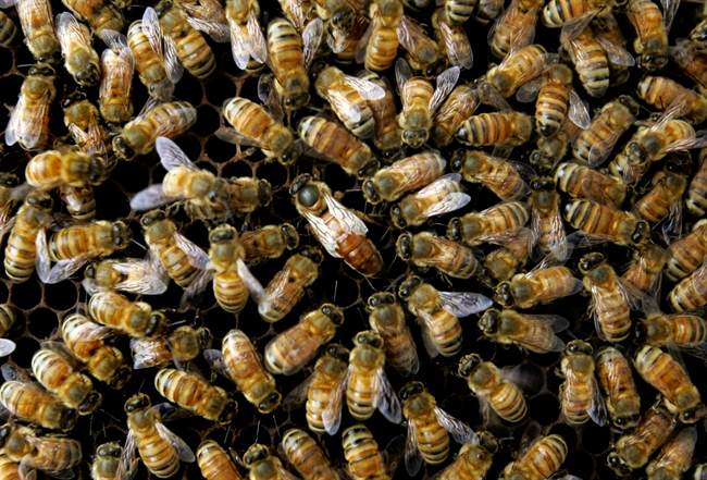 Beekeepers believe the use of pesticides are responsible for record-high bee deaths.