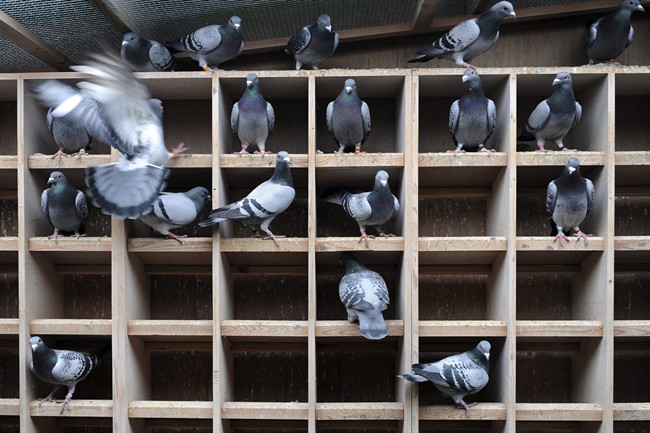 On Thursday, city hall will decide whether to overturn a decision made by the Board of Adjustment as to whether a River Heights resident should be allowed to build a pigeon aviary near his home.