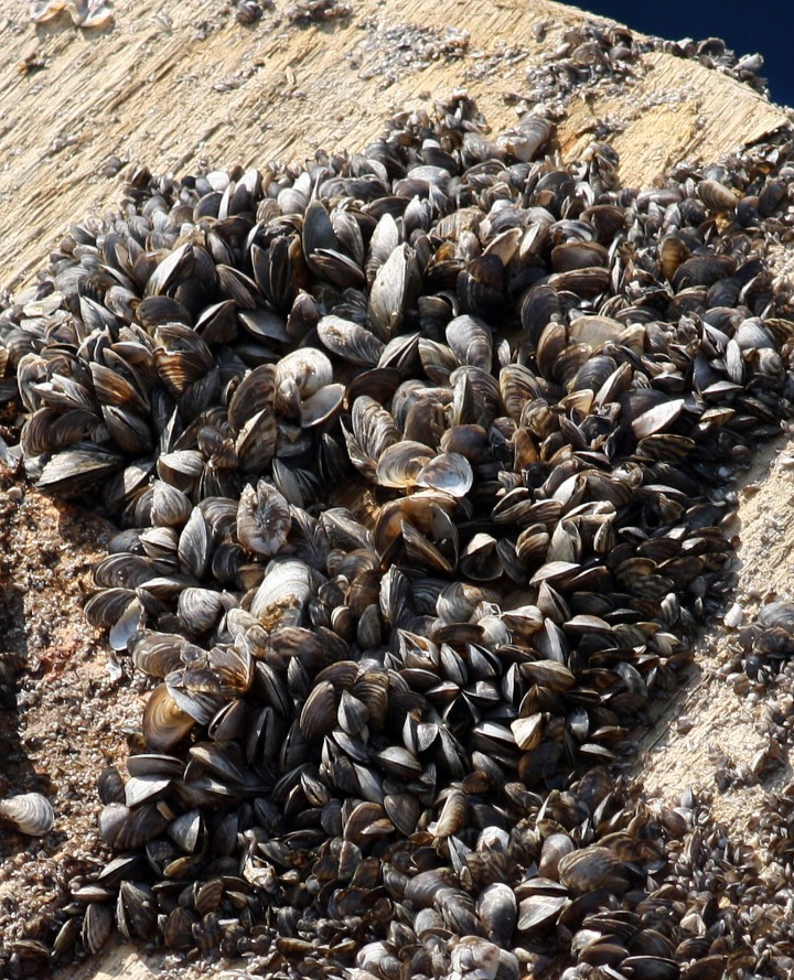 zebra mussels
